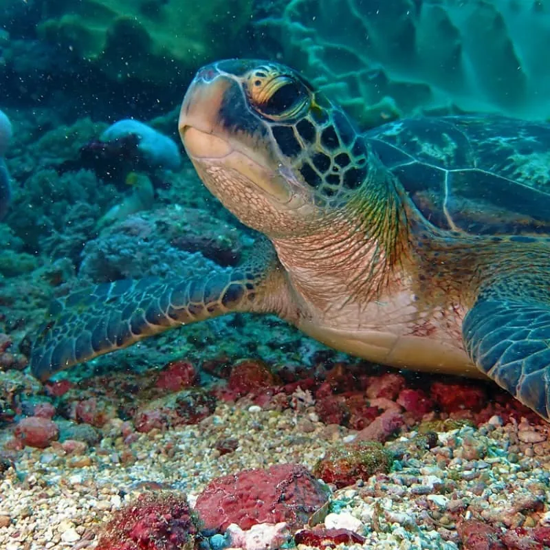 Candidasa Scuba Diving Bali - Gallery 6